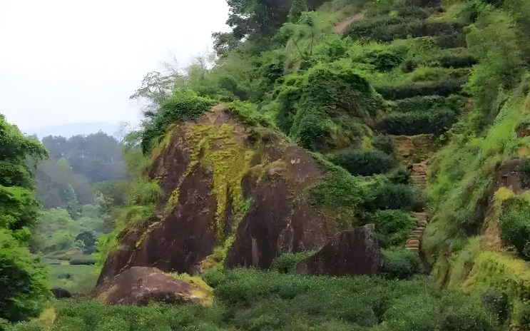 Tieguanyin Oolong Tea