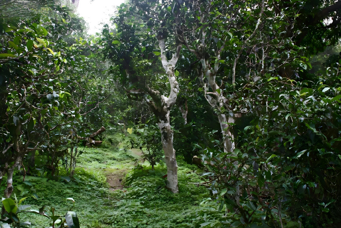 Brown Mountain Ancient Tree Raw Pu-erh