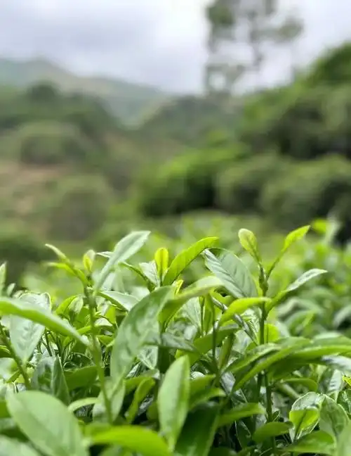 Phoenix Dancong Oolong Tea