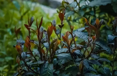 Zijuan Black Tea