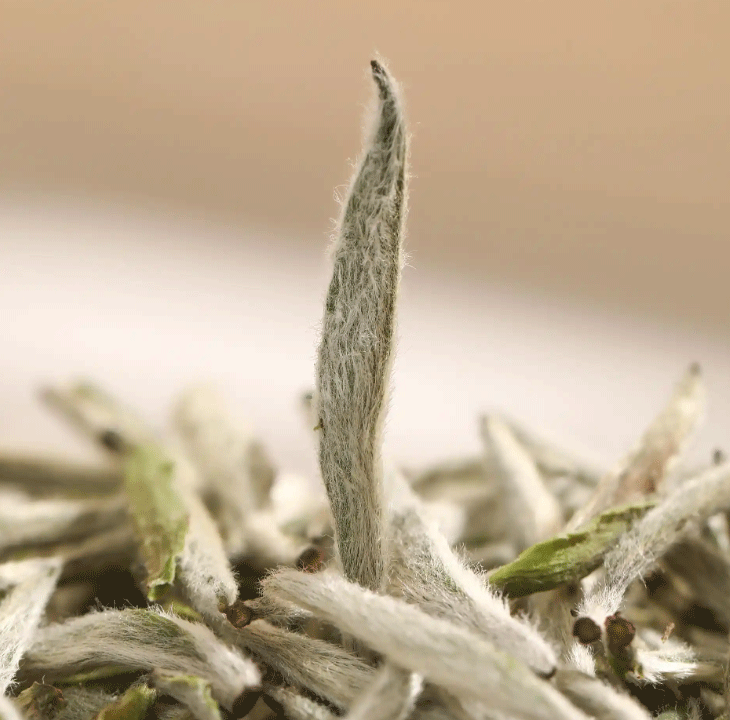 how to brew white tea