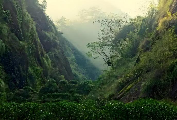 Rock Tea