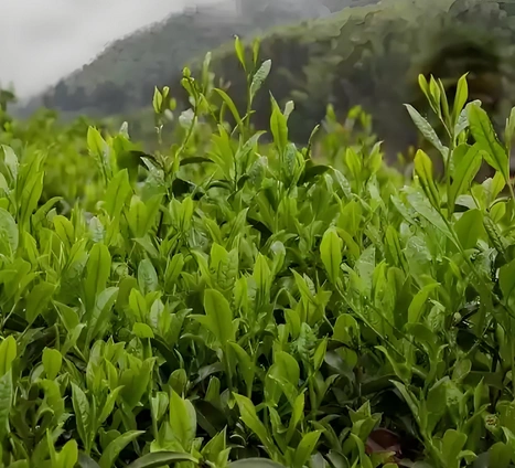 Chinese black tea