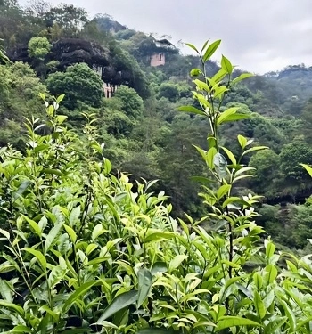 Chinese oolong tea