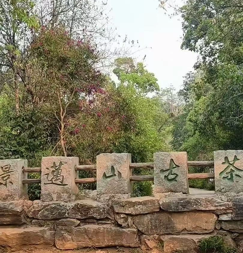 Pu-erh tea