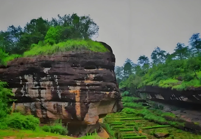 Wuyi rock oolong tea