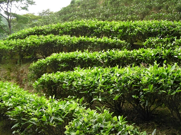 best oolong tea