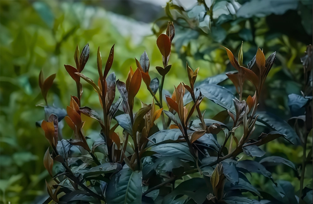 black tea