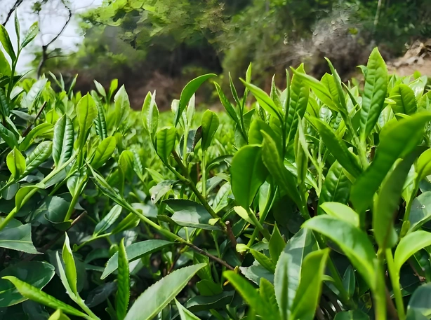how to brew white tea properly
