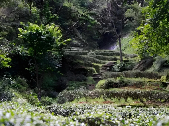 oolong tea