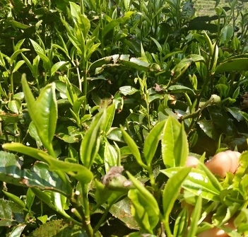pu erh tea for cholesterol