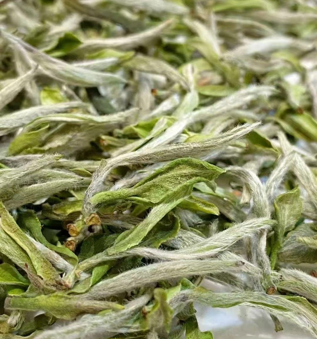 white tea benefits
