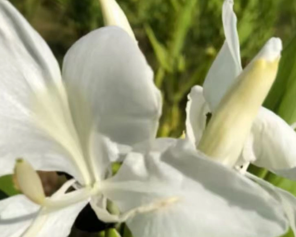 Ginger Lily Liupao Tea