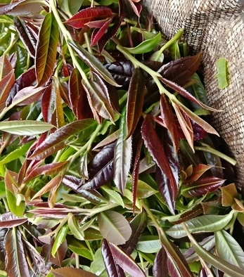 Black Tea