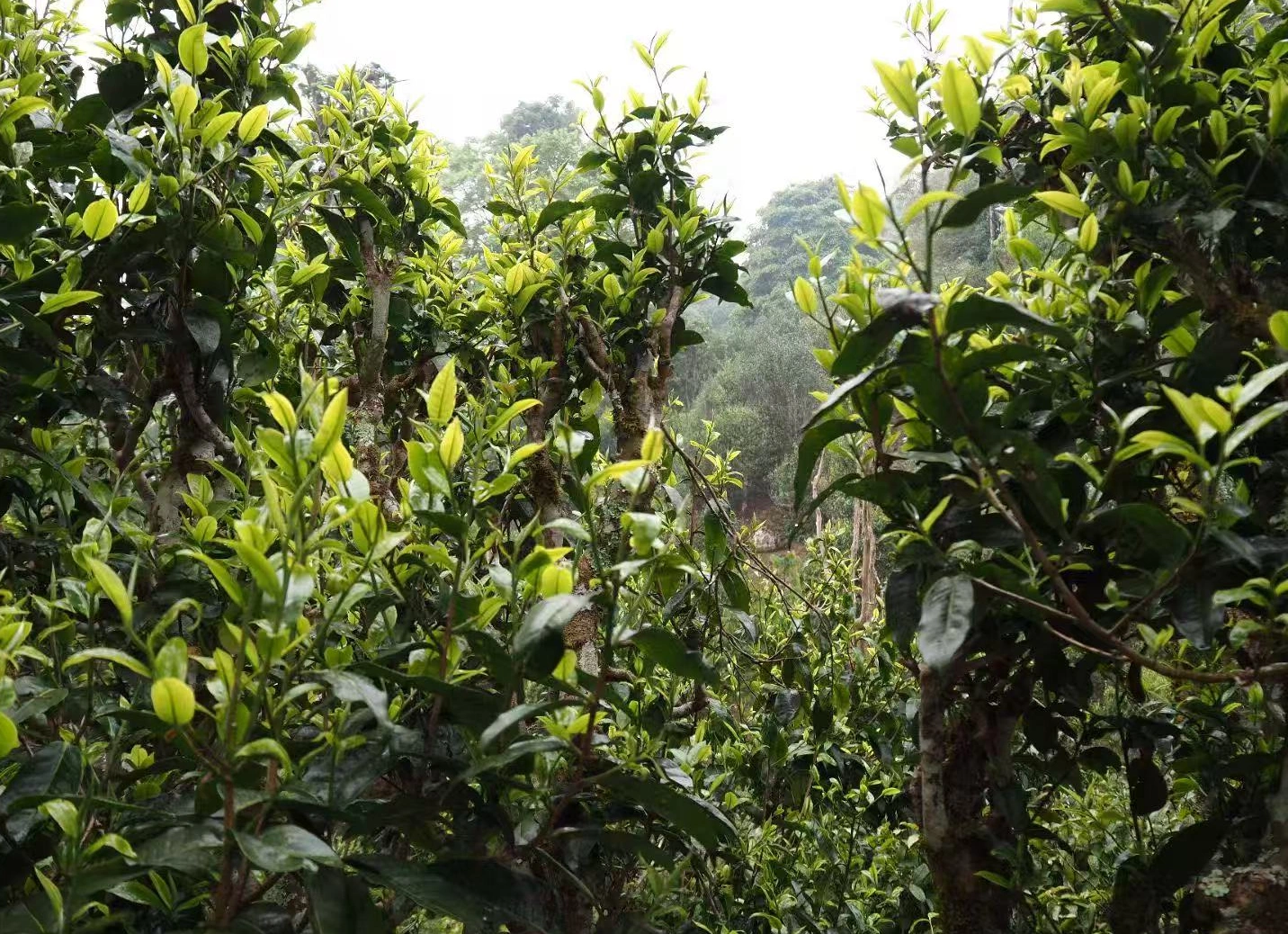 Pu Erh Tea