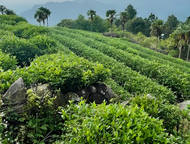 Chinese white tea