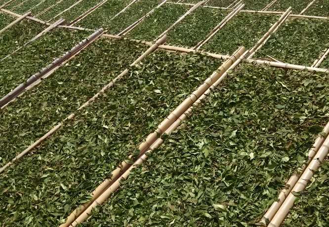 Chinese white tea