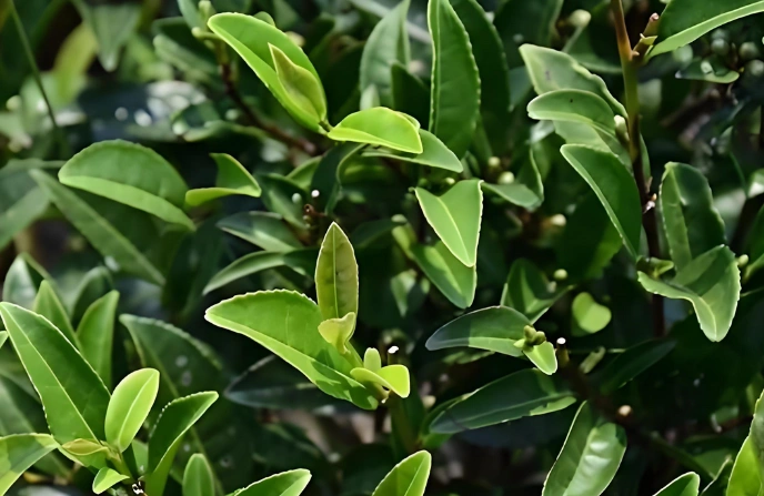 Dark Tea and Heart Health