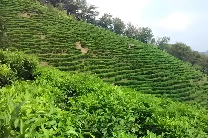 Dark Tea for Gut Health
