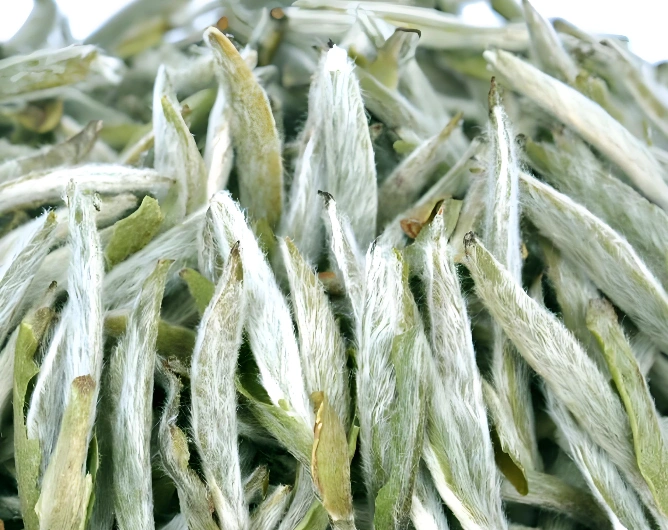 Fujian white tea