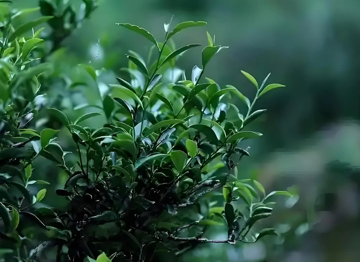 GABA oolong tea