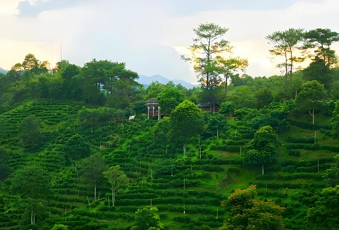 Liubao tea