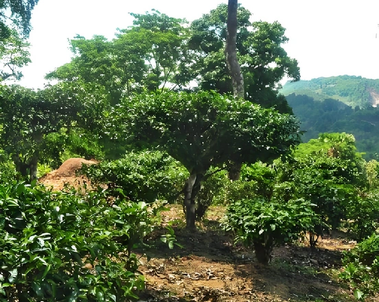 Pu Erh Tea Scientific Studies