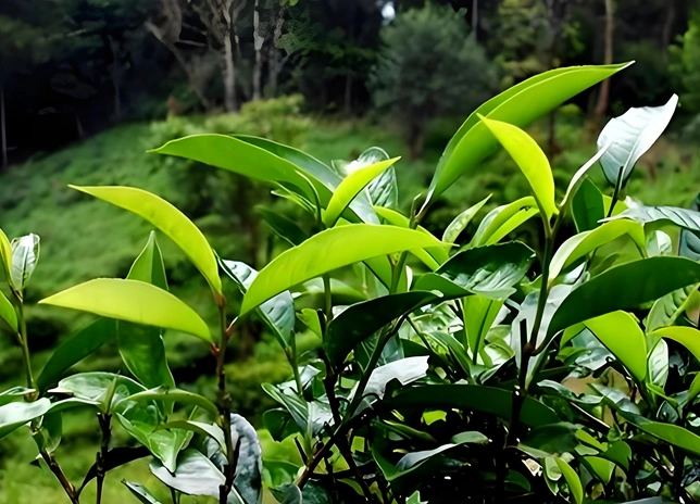 Pu Erh Tea as Coffee Alternative