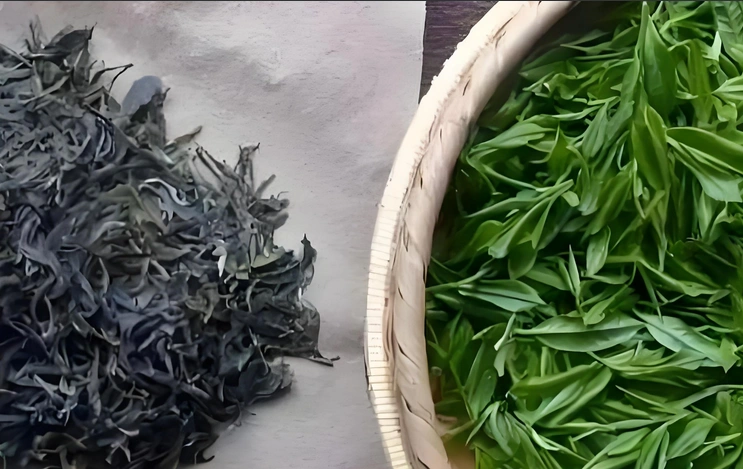 Pu Erh Tea as Coffee Alternative