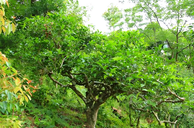 Pu Erh tea and anti-aging