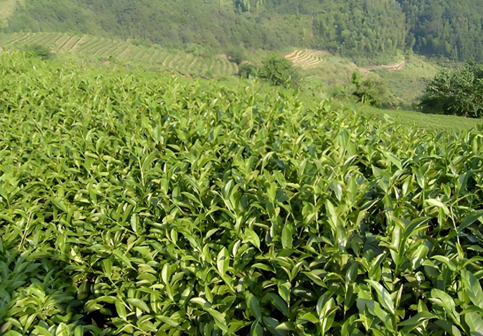Tieguanyin oolong tea