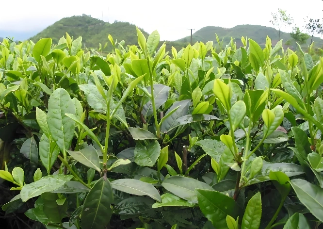 White Tea Anti-Aging Properties
