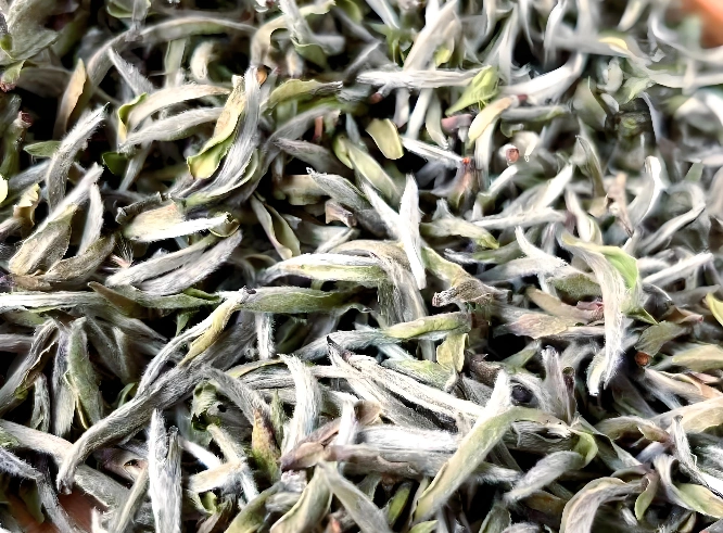 White Tea Anti-Aging Properties