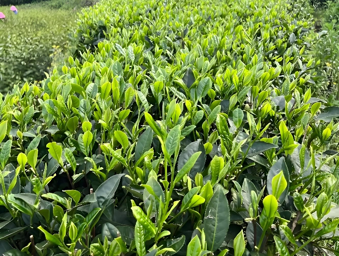 aged white tea