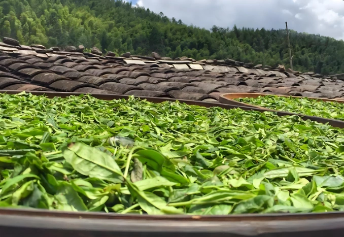 black tea for energy