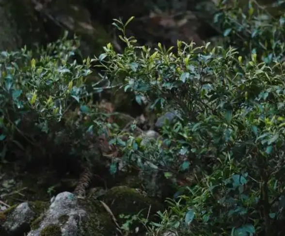 black tea for gut health