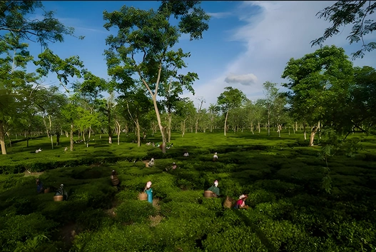 black tea in Chinese culture