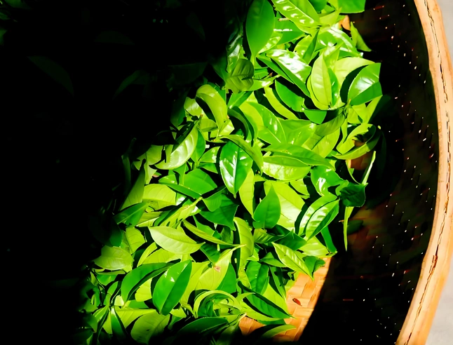 buy oolong tea online