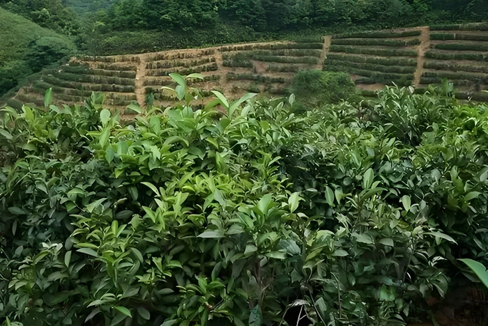 dark tea aging process