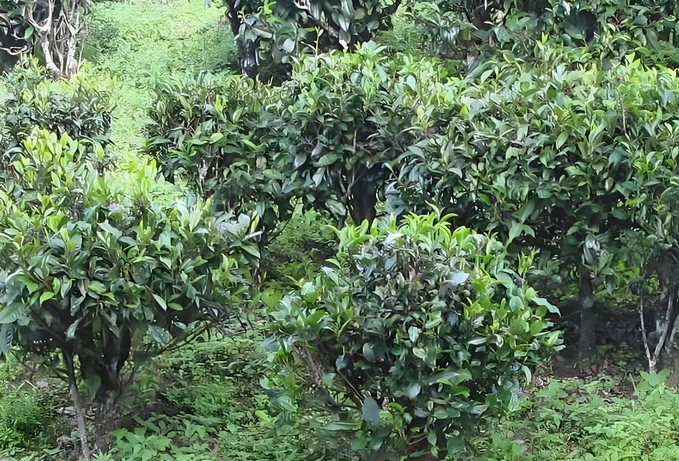 dark tea and liver health