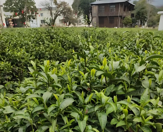 dark tea for health