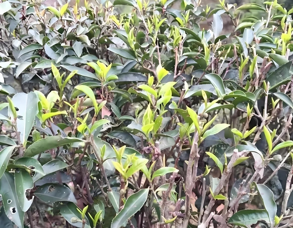 dark tea in traditional Chinese medicine