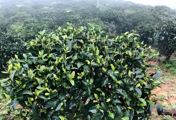 dark tea post-meal benefits