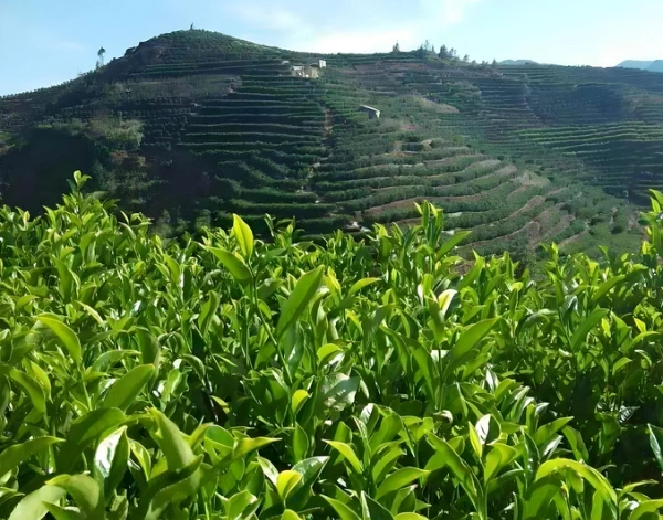 high mountain oolong tea