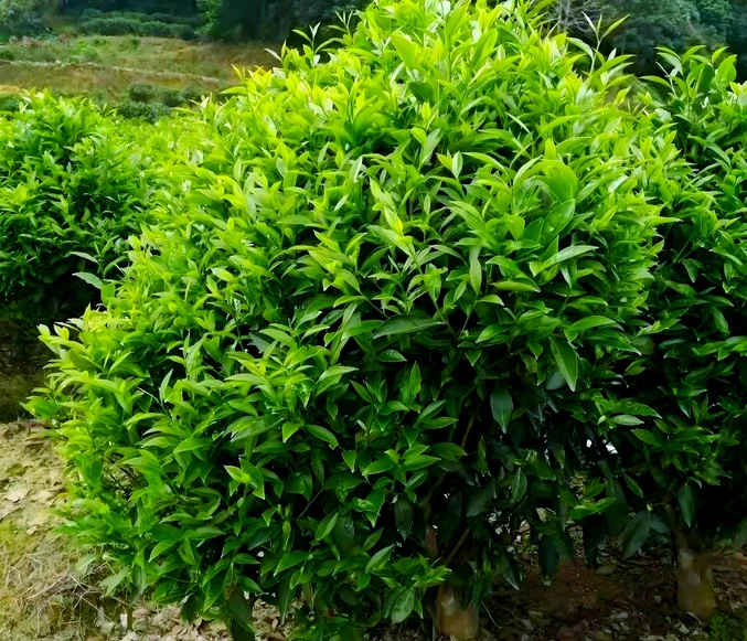 oolong tea caffeine content