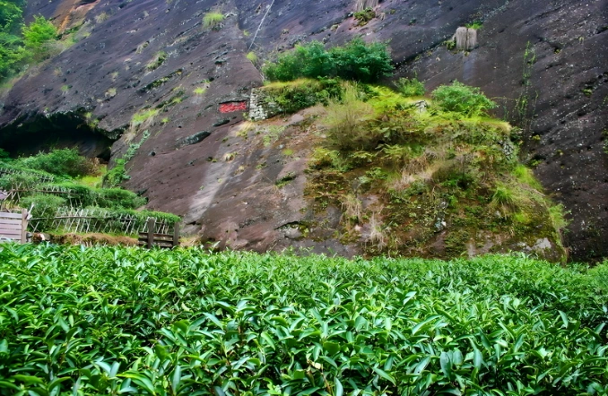oolong tea caffeine vs coffee