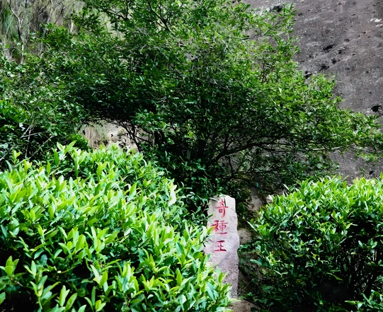 oolong tea for gut health