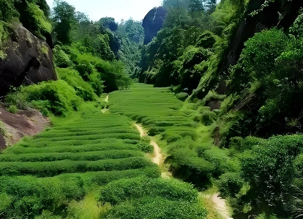 oolong tea for stress relief