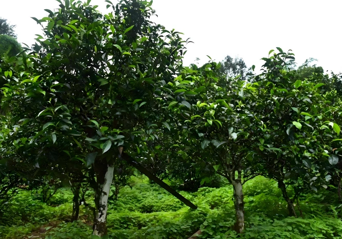 pu erh tea and cancer prevention
