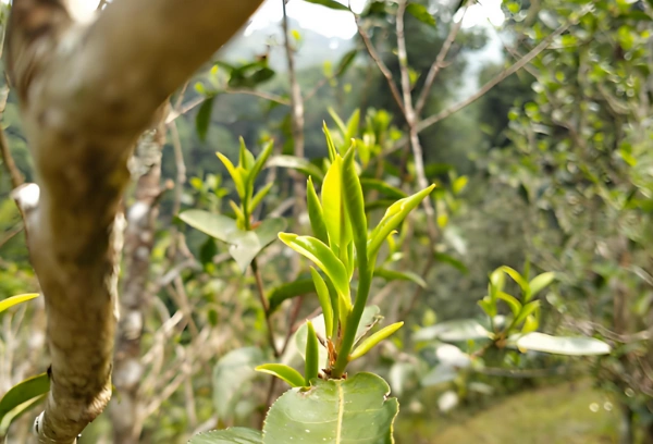 pu erh tea and fasting